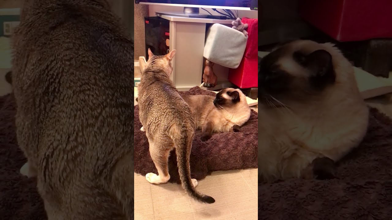 たぬき猫のニオイチェックしてフレーメンするシンガプーラなのにゃ♪