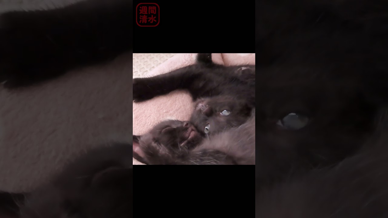黒猫の子猫たち #shorts Cute kittens. 保護猫 可愛い 寝顔 寝相 リラックス