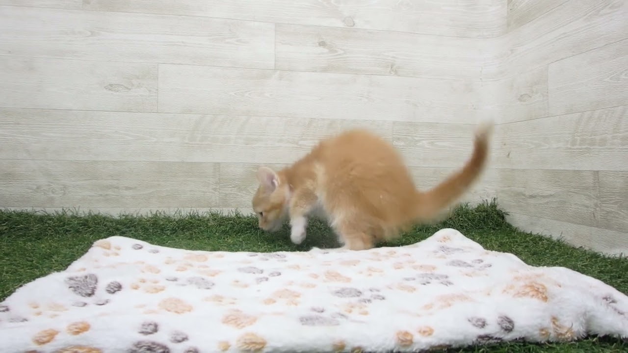 ペットショップcoo&riku No.00628370 アメリカンカール