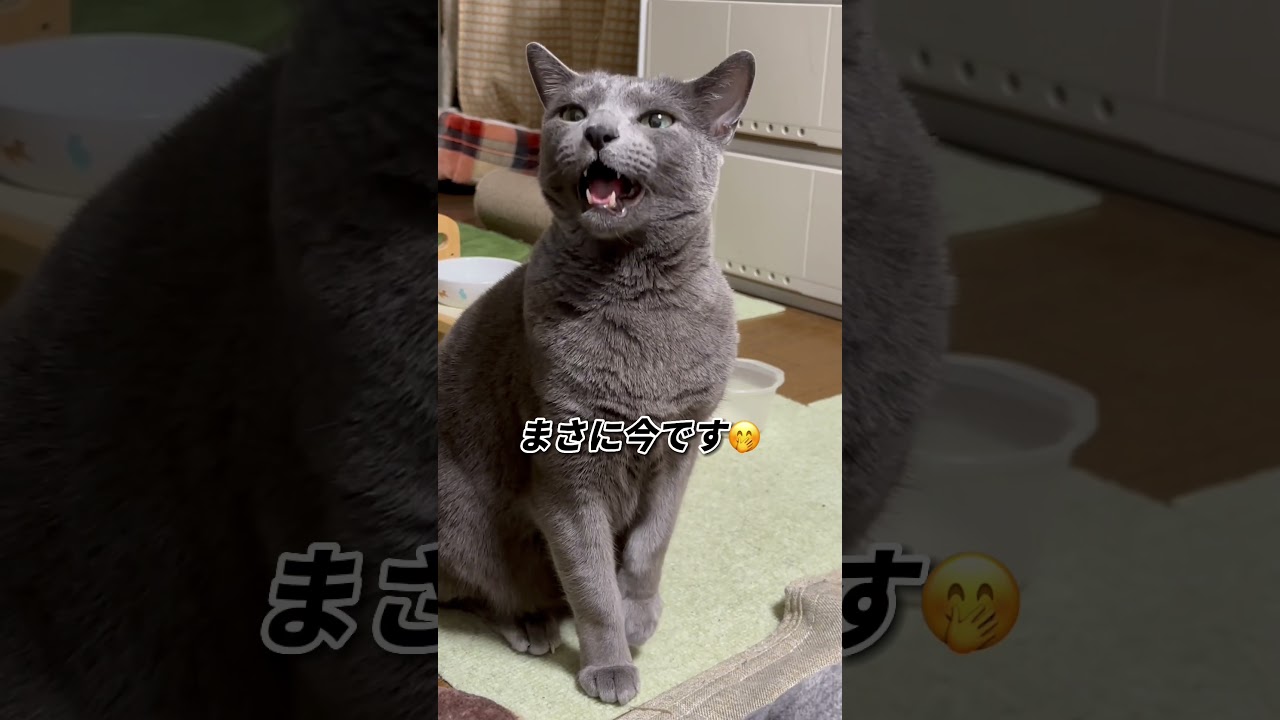 【ロシアンブルー】めろん、夜寝る前のおねだり...今さっきのです🤭【猫】#shorts