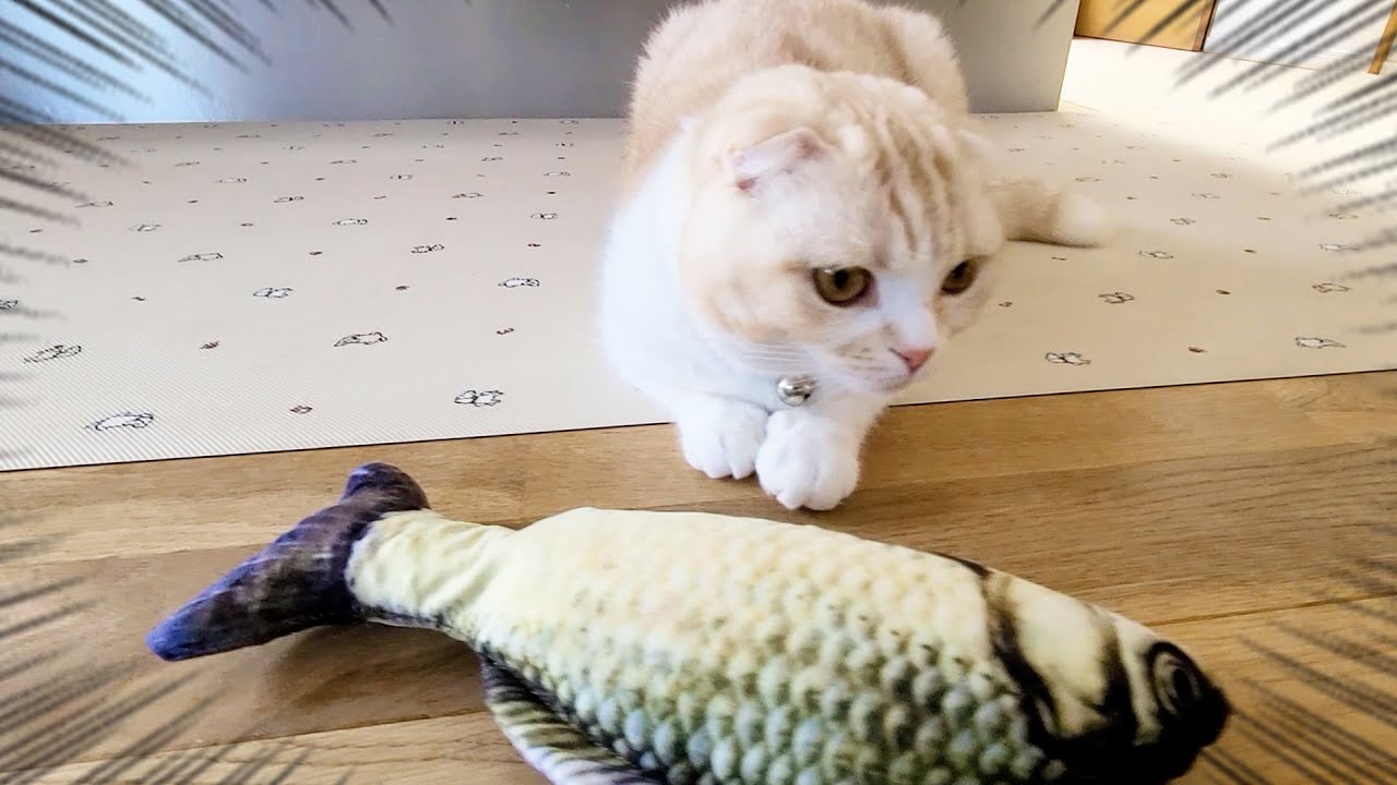 子猫に初めてお魚をプレゼントしたらこうなりました...笑