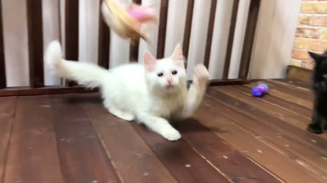 【ナナハチ’s ROOM】ボンベイ＆メインクーン　20220413お引き渡し