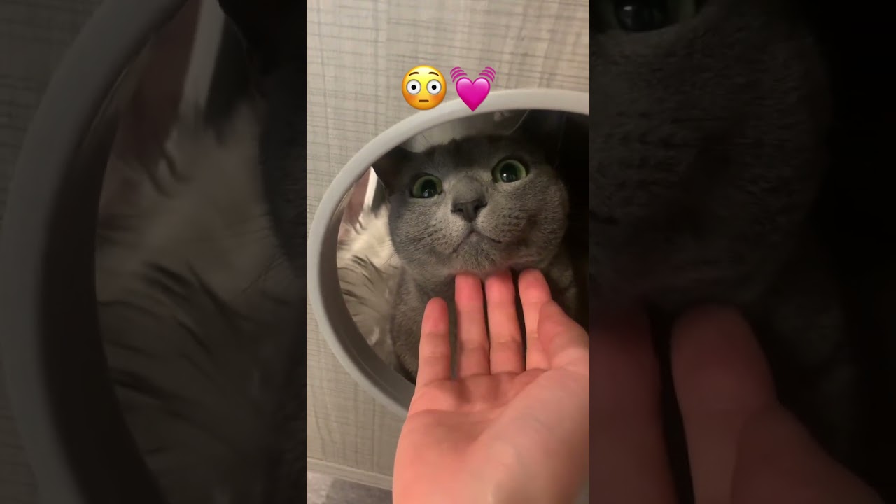 お顔がとんでもなく可愛いねこ #ロシアンブルー #いやしねこ #しっぽ吸い