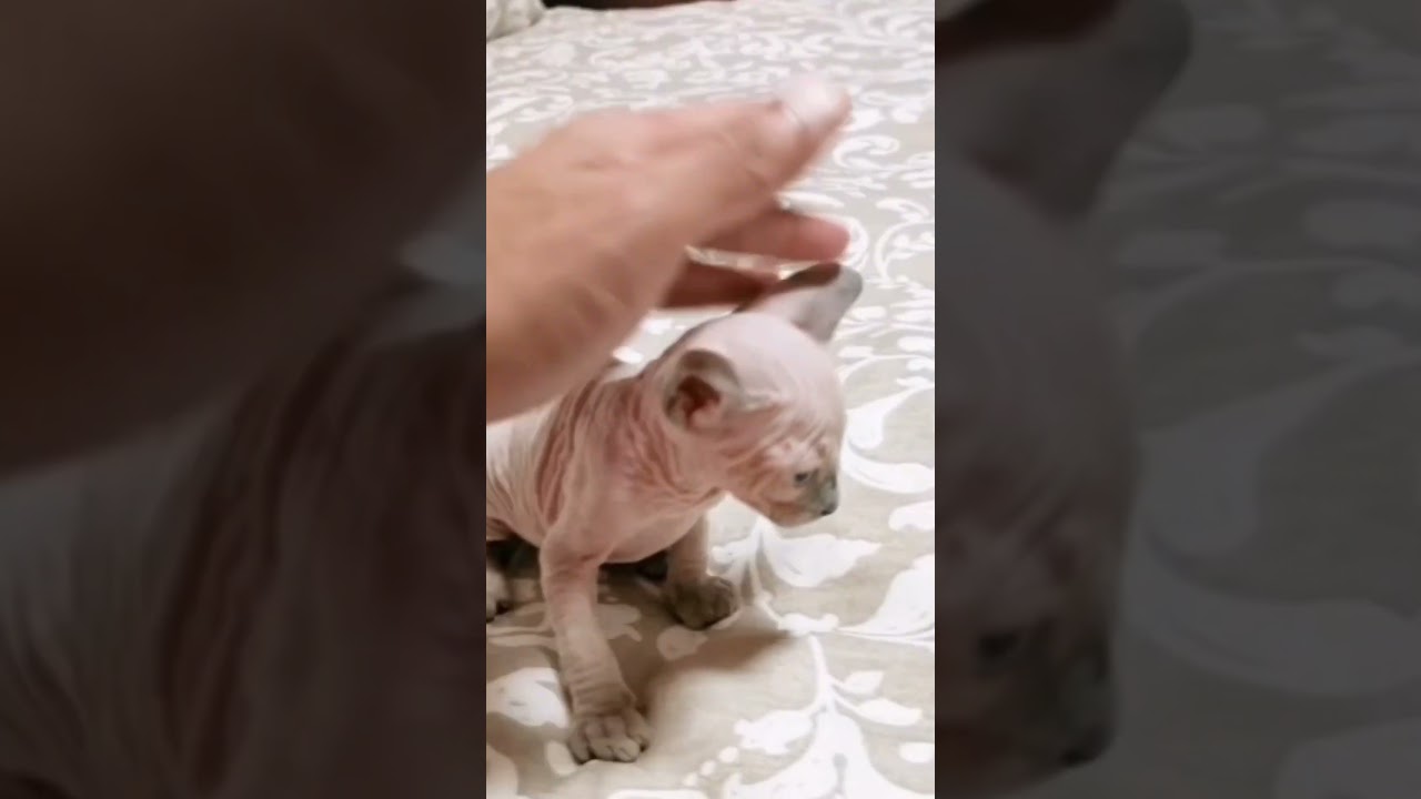 生後1ヶ月の毛のない子猫が可愛すぎる【スフィンクス猫】