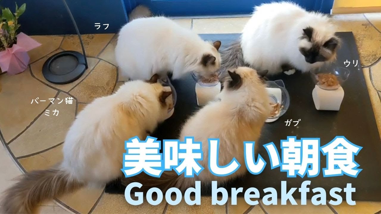 バーマン猫ガブとミカとラフとウリ【美味しい朝食】Good breakfast（バーマン猫）Birman/Cat