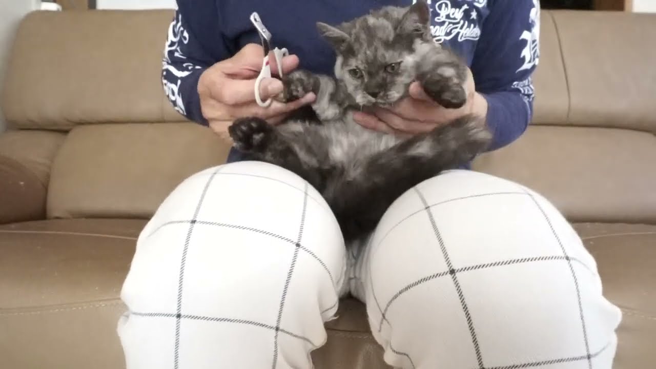 セルカークレックス子猫　2023.1.5産まれ 　シルバーパッチドタビー　女の子　シーダキャット猫のお店　Selkirk Rex