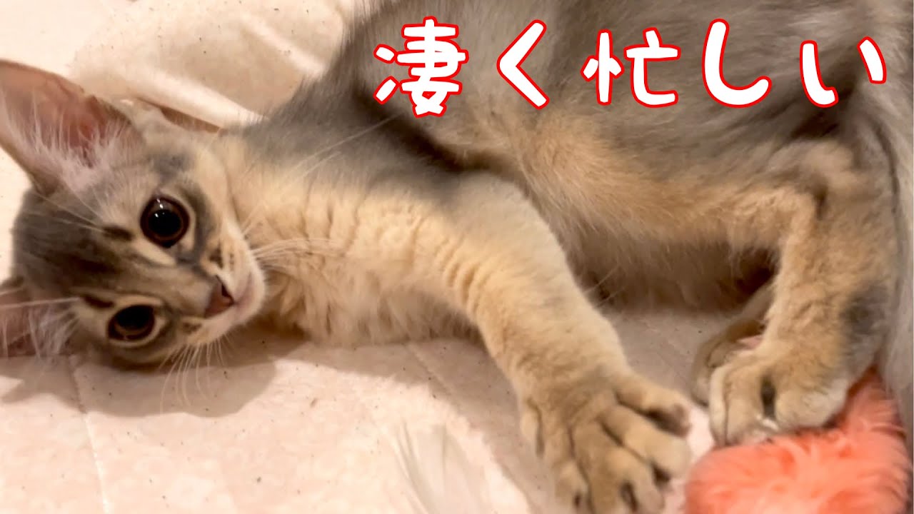 【癒し閲覧注意】僕はとっても忙しいのだ❣️【ソマリ】