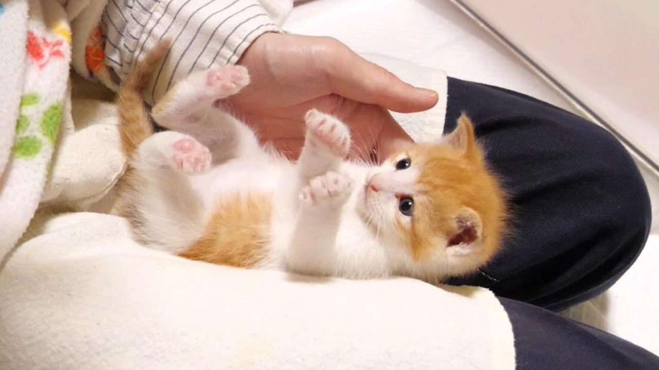 ふたりボッチの子猫がひとりになると寂しくなってすぐにふたりになる【赤ちゃん猫　保護猫】
