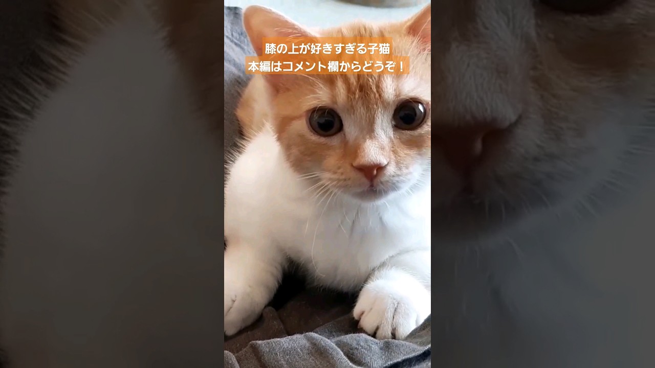 スマホ見てる飼い主に構って！と突撃する可愛い子猫 #shorts #cat #短足猫