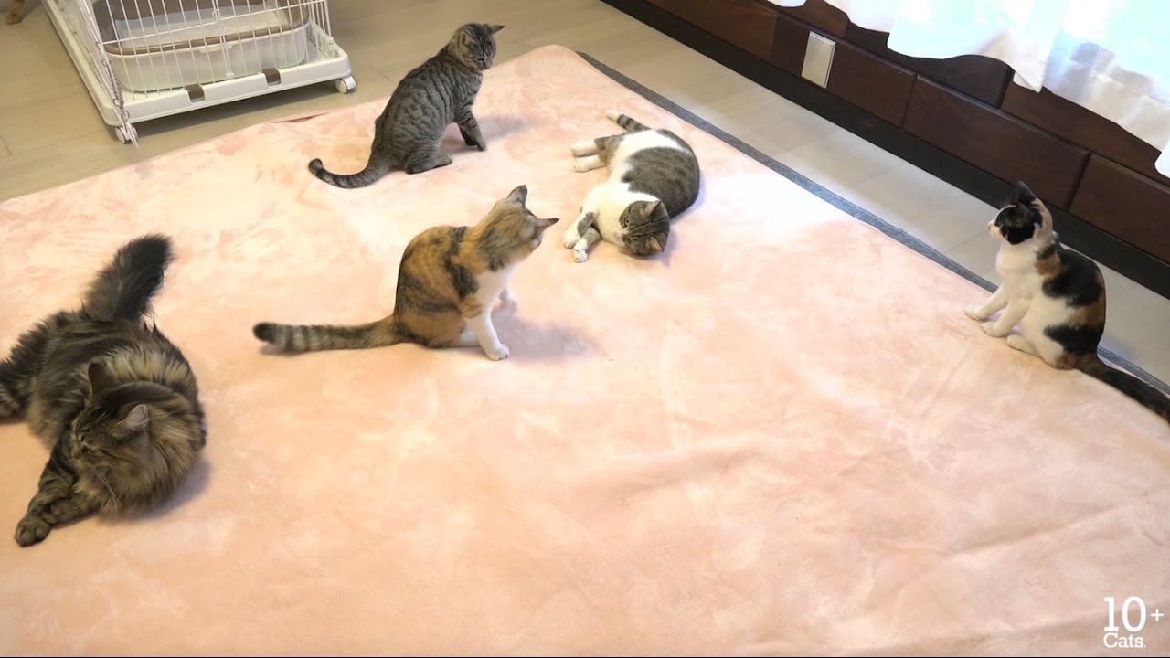 おもしろそうにホットカーペットで遊ぶ猫