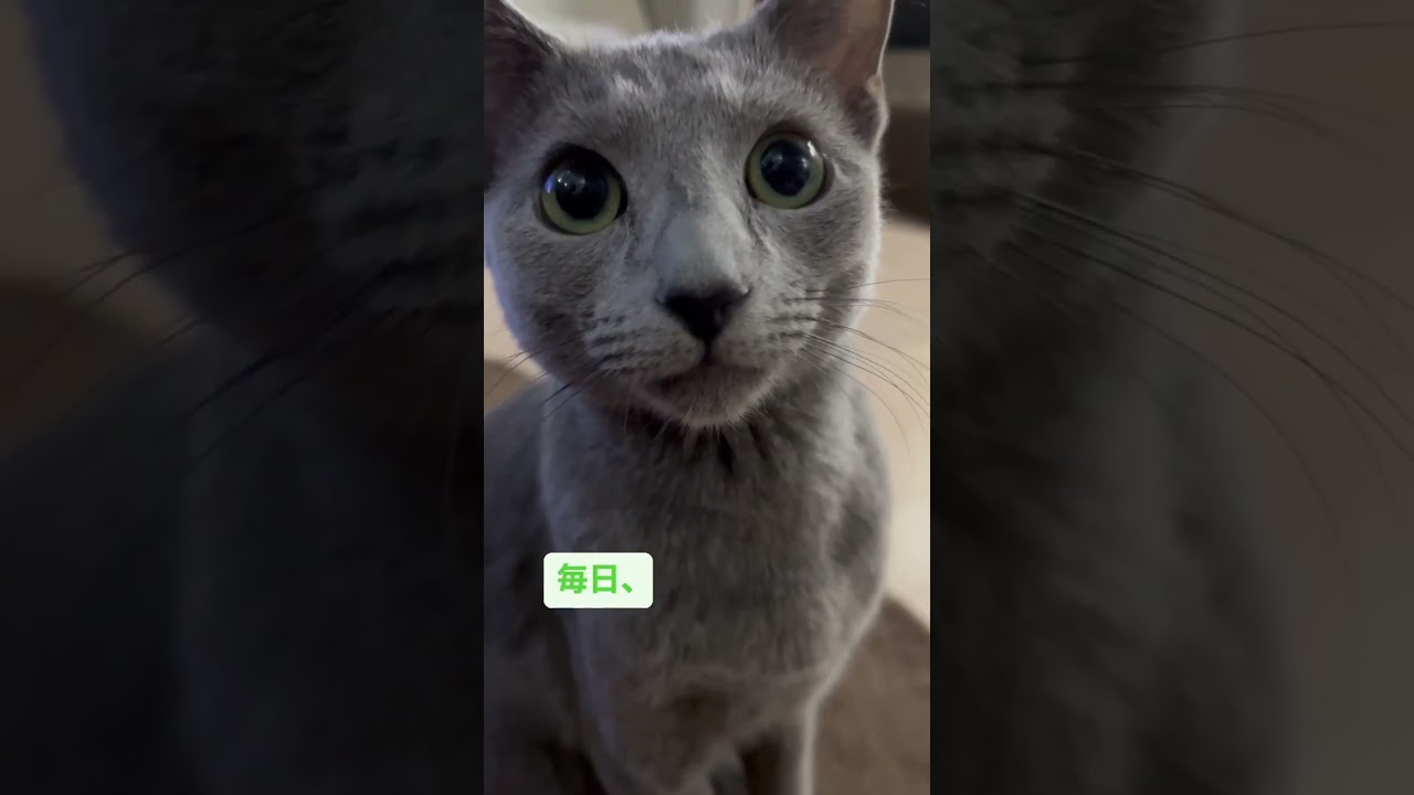 猫の気持ち🙈　#Shorts #ロシアンブルー　#ねこ　#ねこ動画　#cat #猫　#Russianblue