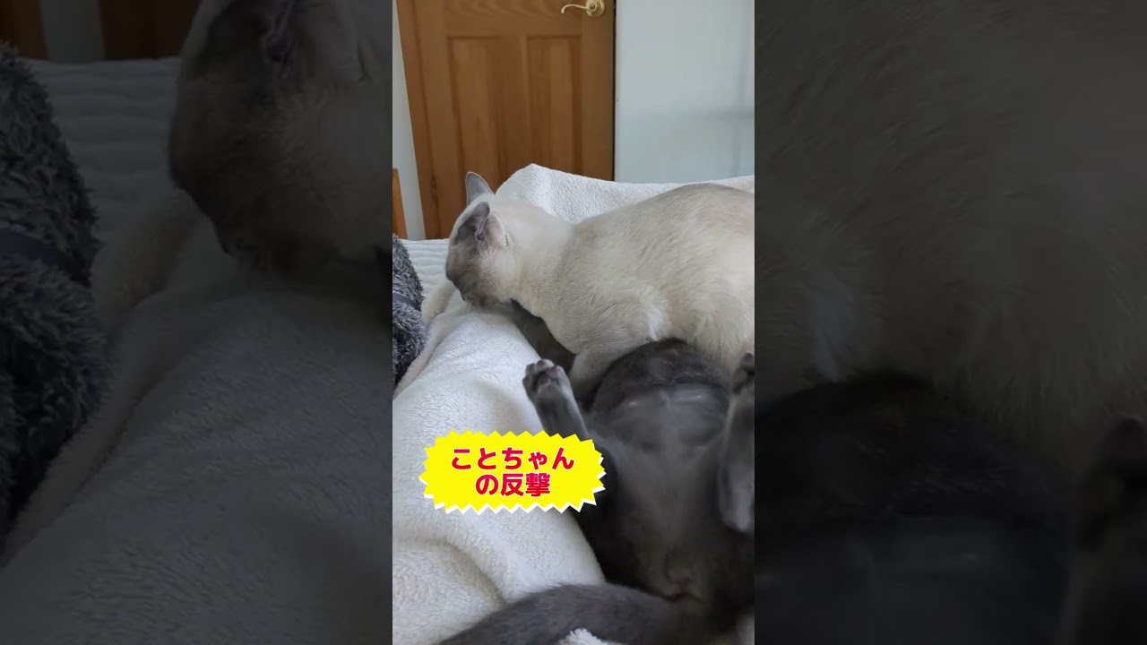 猫の夫婦喧嘩🐈‍⬛ #ロシアンブルー #russianblue