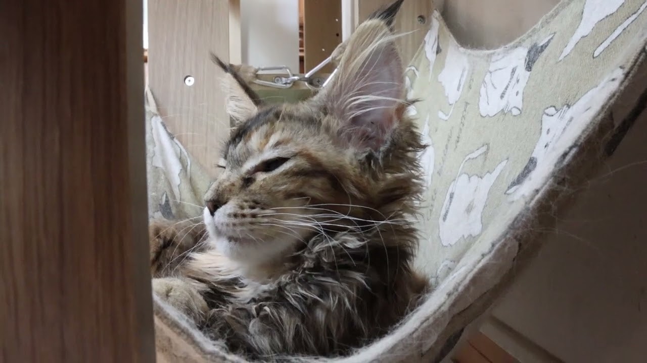 ハンモックでリラックスメインクーン子猫のイドウナちゃん