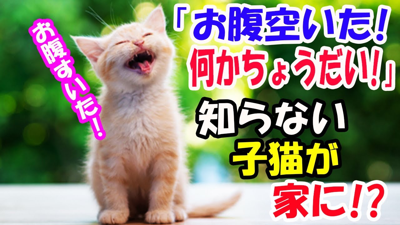 「お腹空いた、何かちょうだい!」突然知らない子猫が家に!? 子猫の事を話したら夫が訝しげな顔をして..【猫の不思議な話】【朗読】