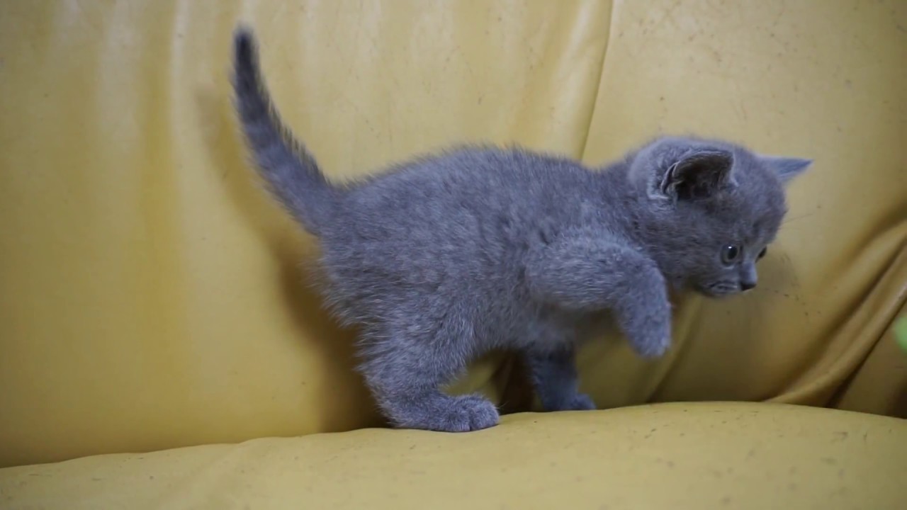 セルカークレックス子猫2018.7.2産れブルーシーダキャット猫のお店