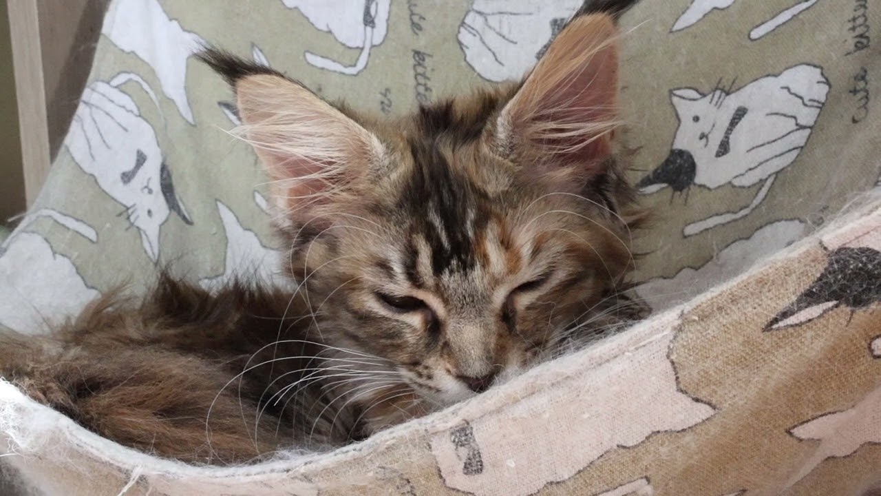 ハンモックでリラックスメインクーン子猫のイドウナちゃん