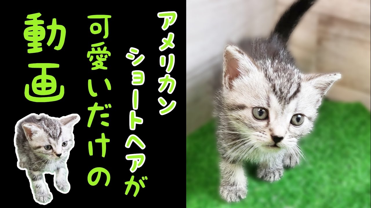 アメリカンショートヘア・子猫【厚木下荻野店】