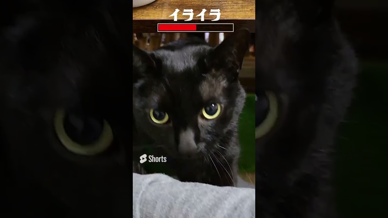 可愛すぎる頭突きにゃんにメロメロ #shorts  #旅猫　#ジジ猫