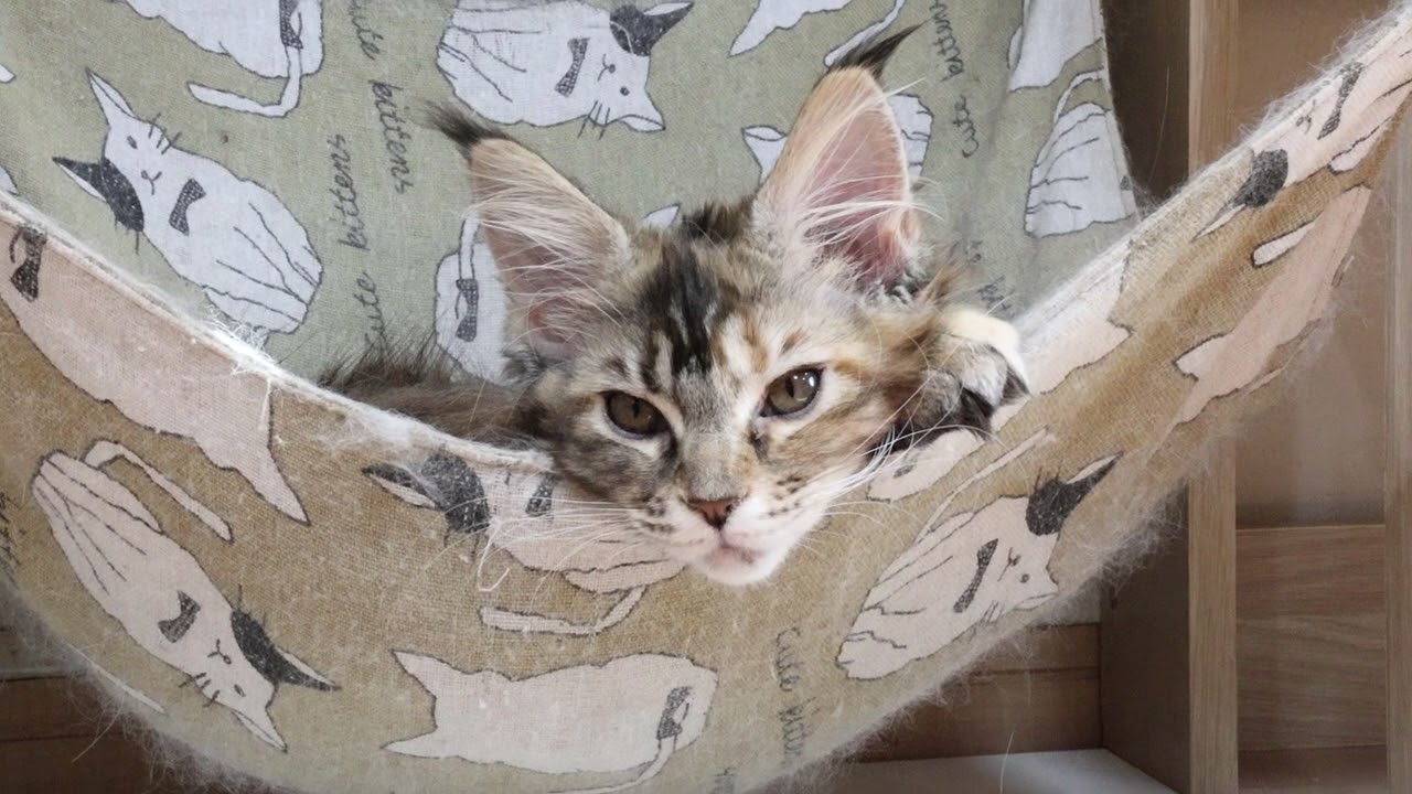ハンモックでリラックスメインクーン子猫のイドウナちゃん