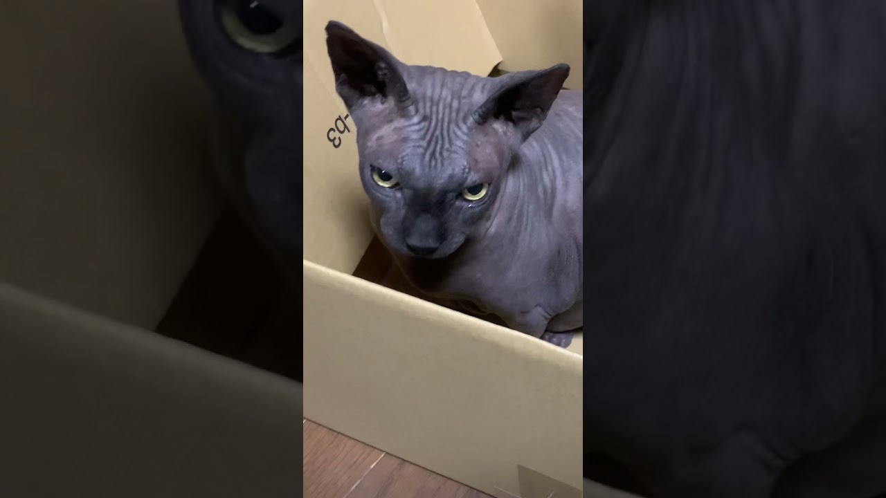 ダンボールの中で落ち着いてしまうスフィンクス猫