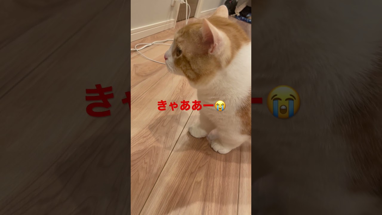 なにごと？！？！ #マンチカン #猫 #kitten #cute #アメリカンショートヘア