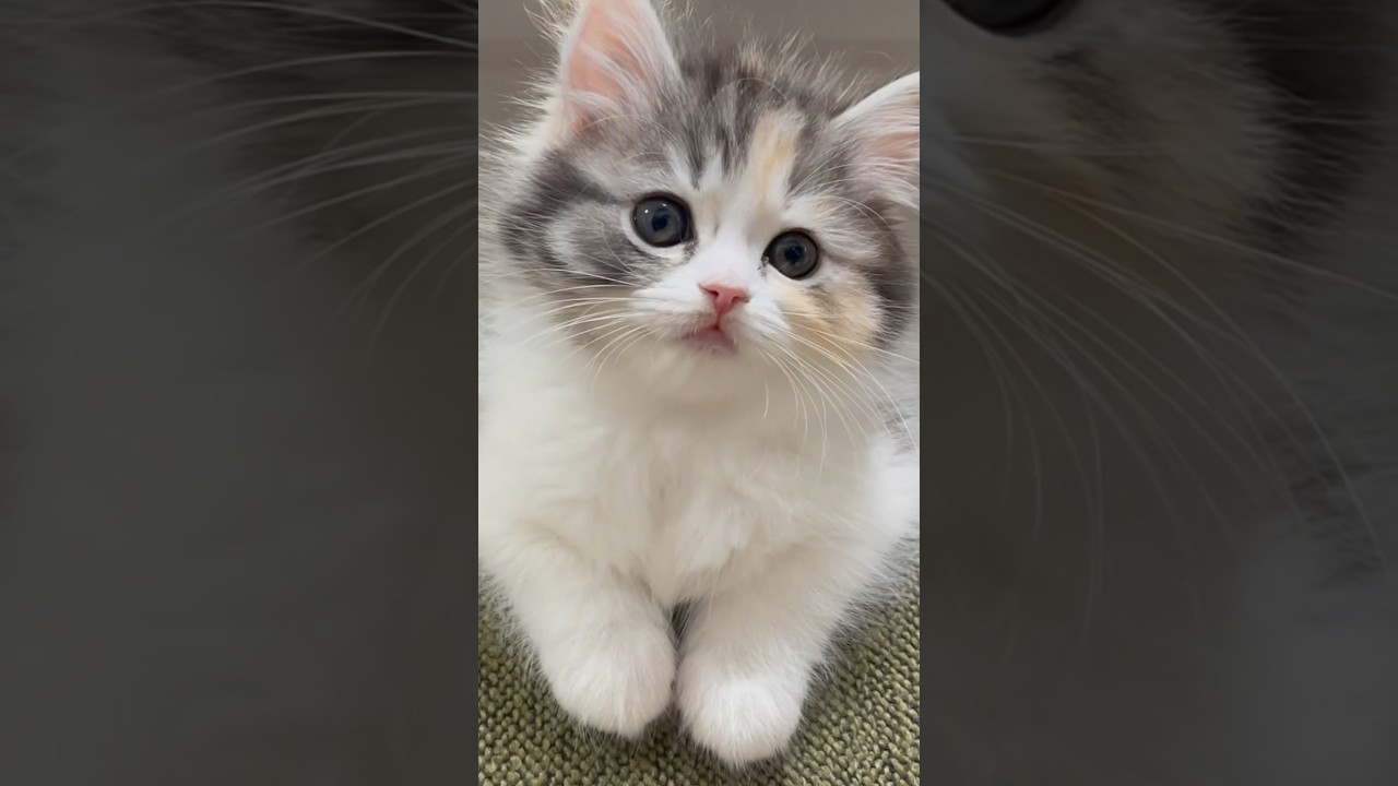 ベビたん👶🍼 #sorts #cat #子猫 #猫 #癒し #cutecat #cute #スコティッシュフォールド