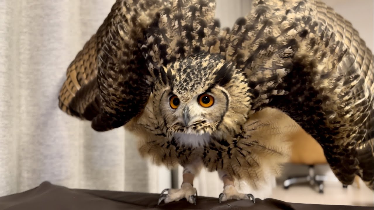 #721 Youtube観て激おこフクロウ Angry owl watching Youtube【ベンガルワシミミズク】