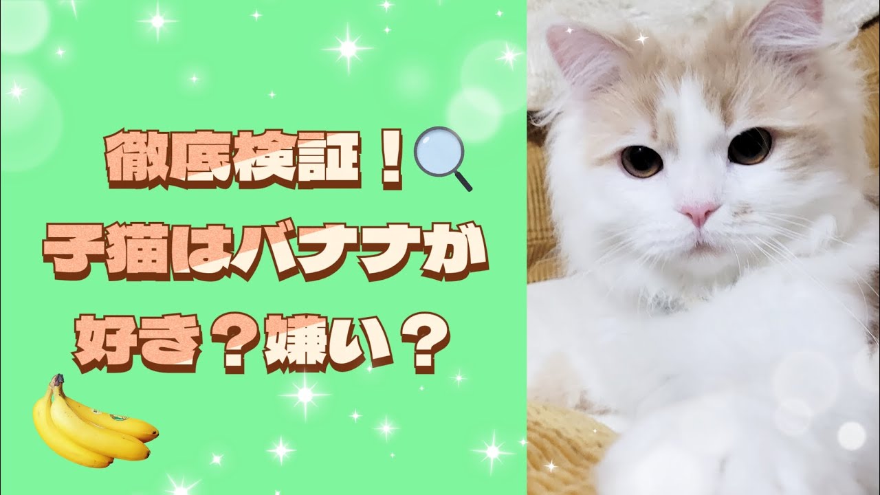 【子猫】徹底検証！！子猫にバナナを見せたら予想外の反応でした#ラガマフィン #猫動画 ##多肉植物