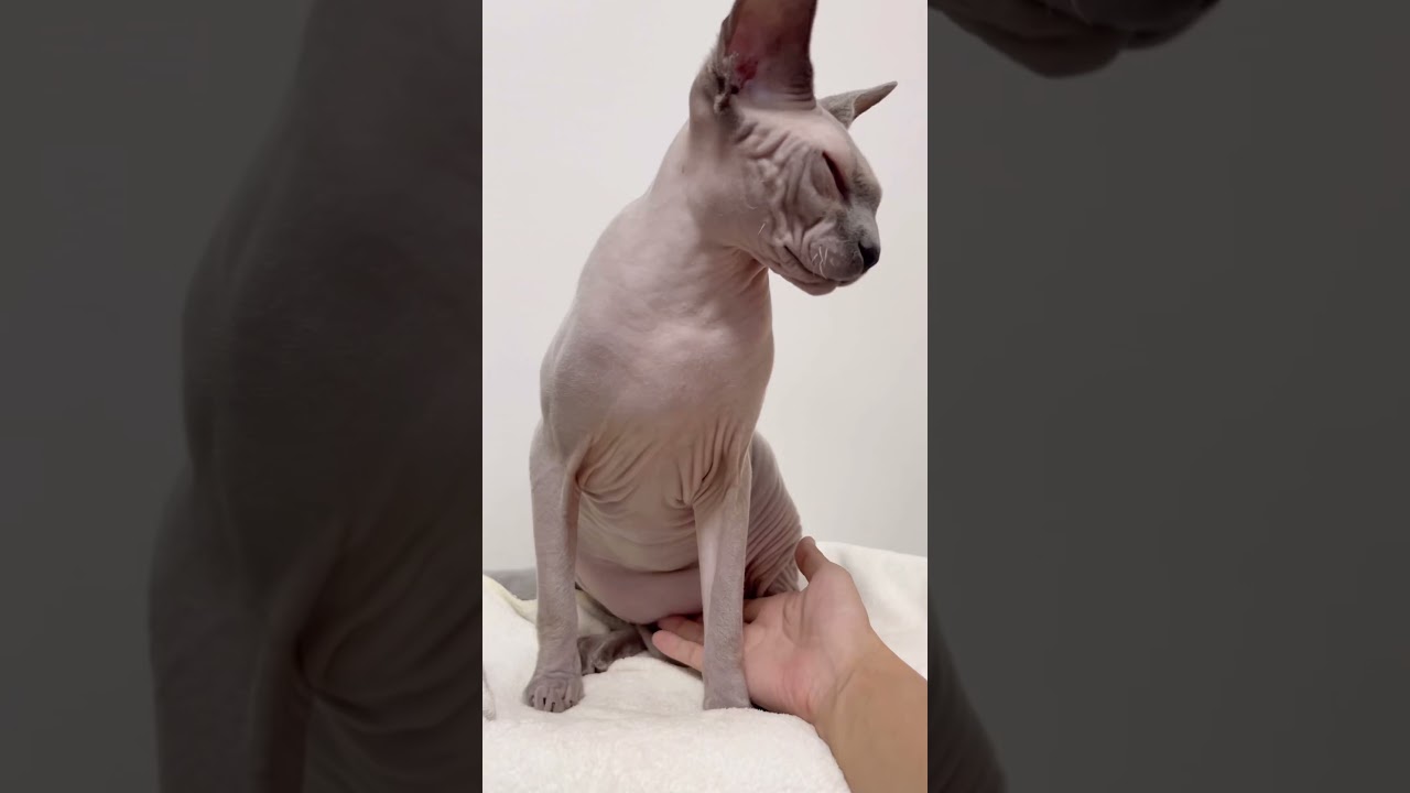 毛のない猫のプニプニお腹が気持ちいい【スフィンクス猫】
