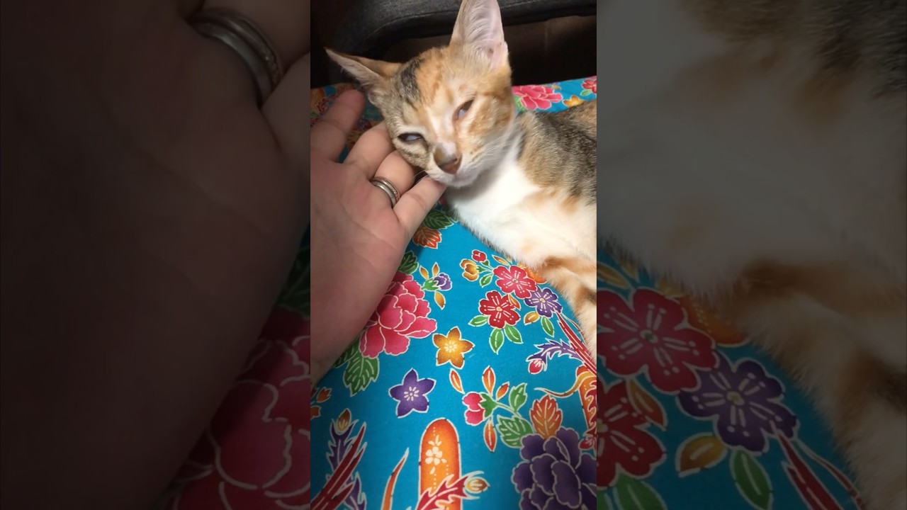 気絶した猫 #保護猫 #猫動画 #かわいい #ねこ #子猫 #野良猫 #ほのぼの #仔猫 #可愛い