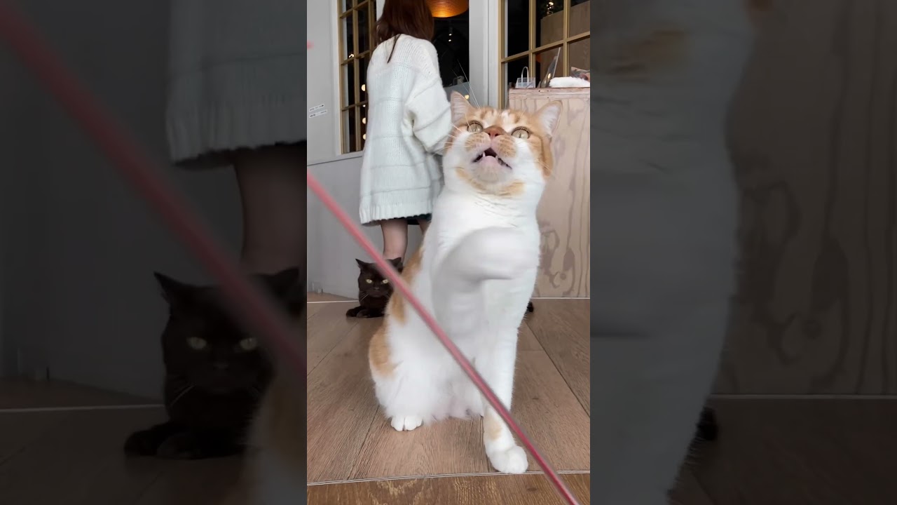 ほたる　#猫カフェmocha原宿店  #スコティッシュフォールド  ♂　2023/3/20撮影　#mochaほたる