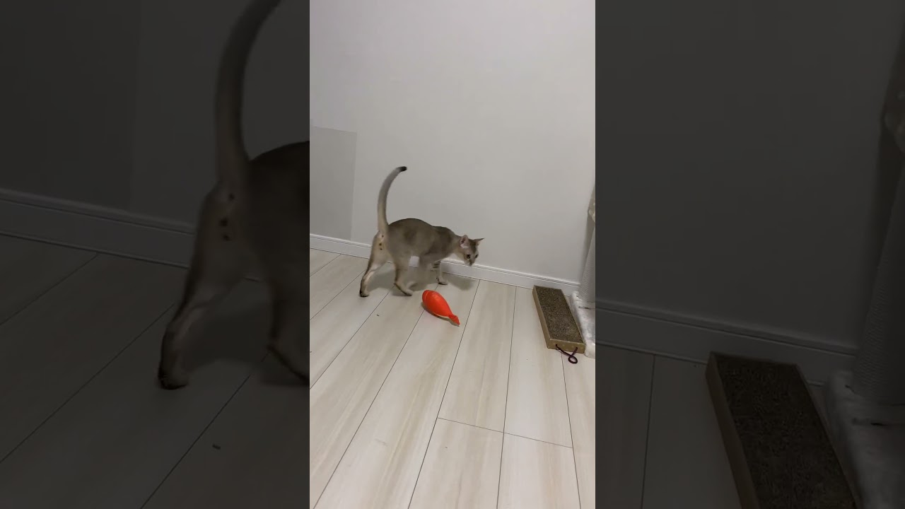 猫パンチ　シンガプーラ