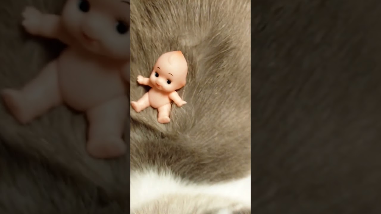 干し草のベッドって憧れるよね👶　#猫 #保護猫 #シャム猫 #shorts