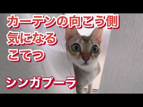 カーテンの向こうが気になって　シンガプーラ　猫動画