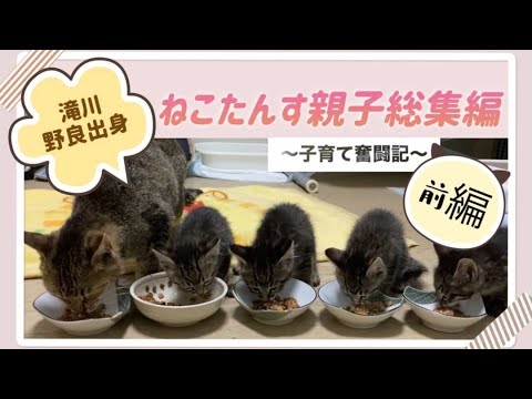 保護した野良猫から赤ちゃんが産まれる【子猫誕生から成長の記録】〜前編