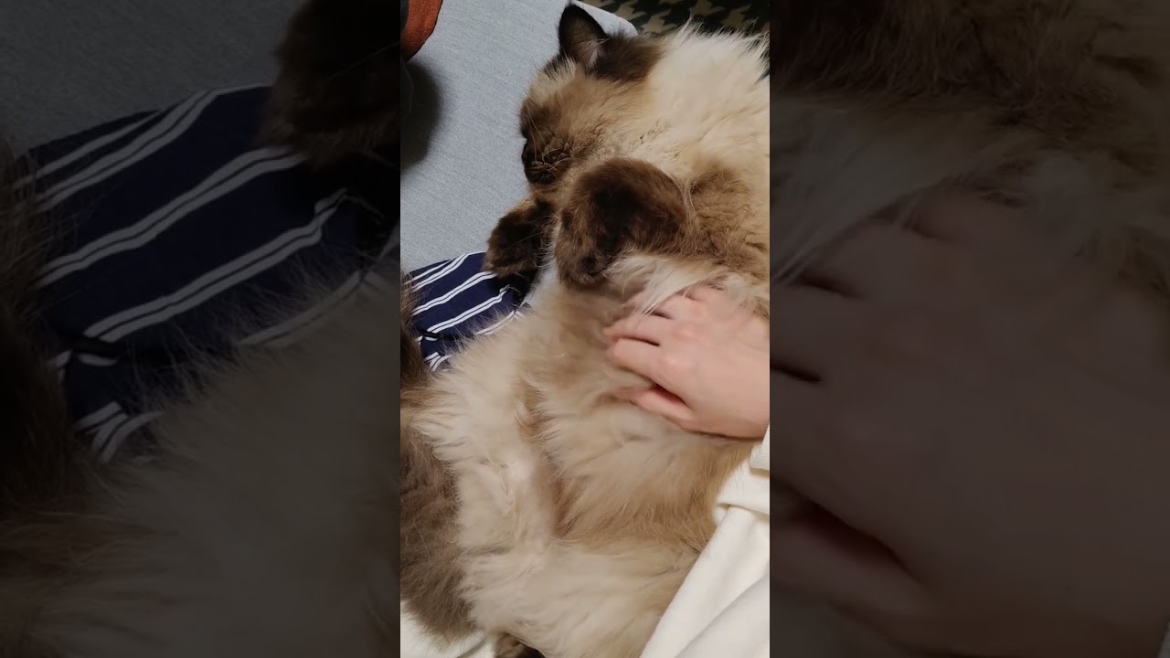 【ヒマラヤン】ぐーたらヘソ天猫