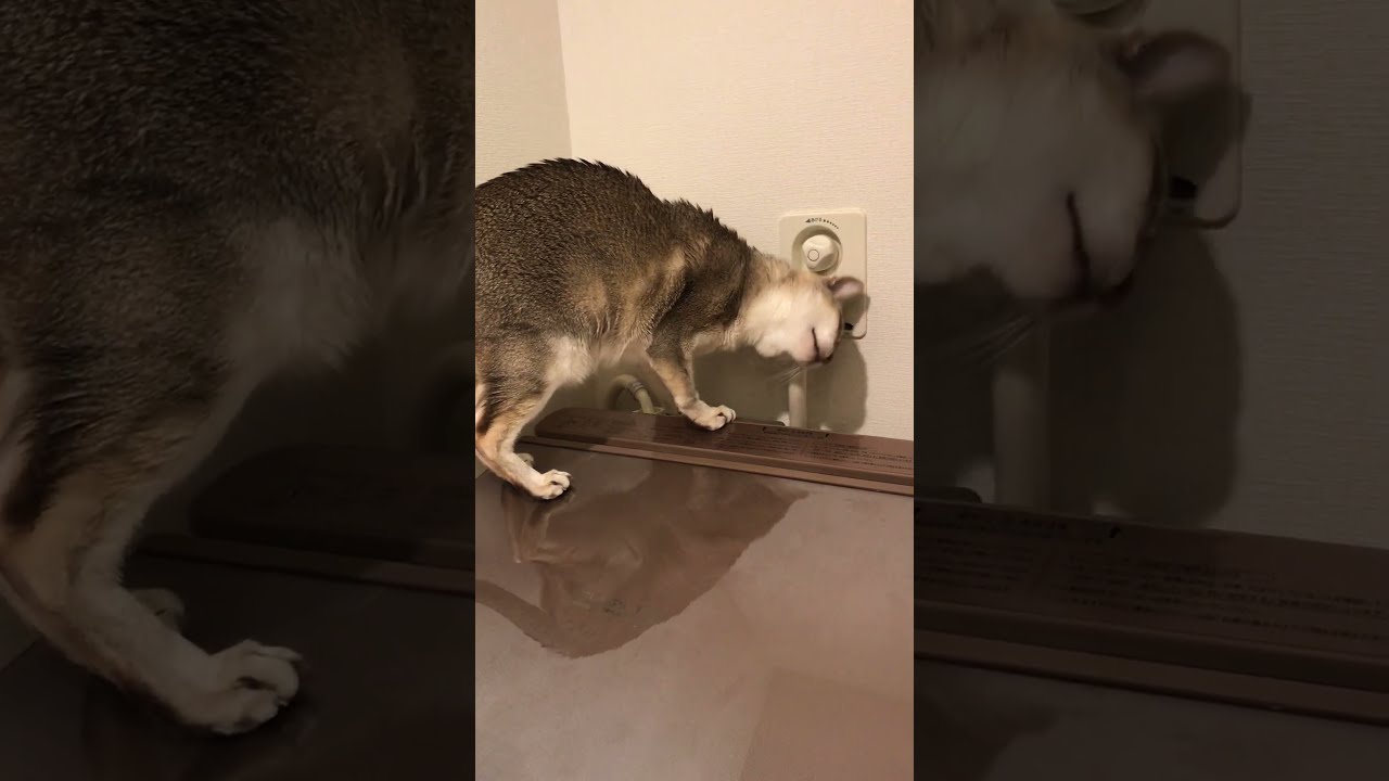 洗濯機の上で甘えたいシンガプーラなのにゃ♪