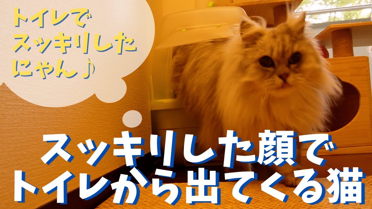スッキリした顔でトイレから出てくる猫｜ラガマフィンのラガさん