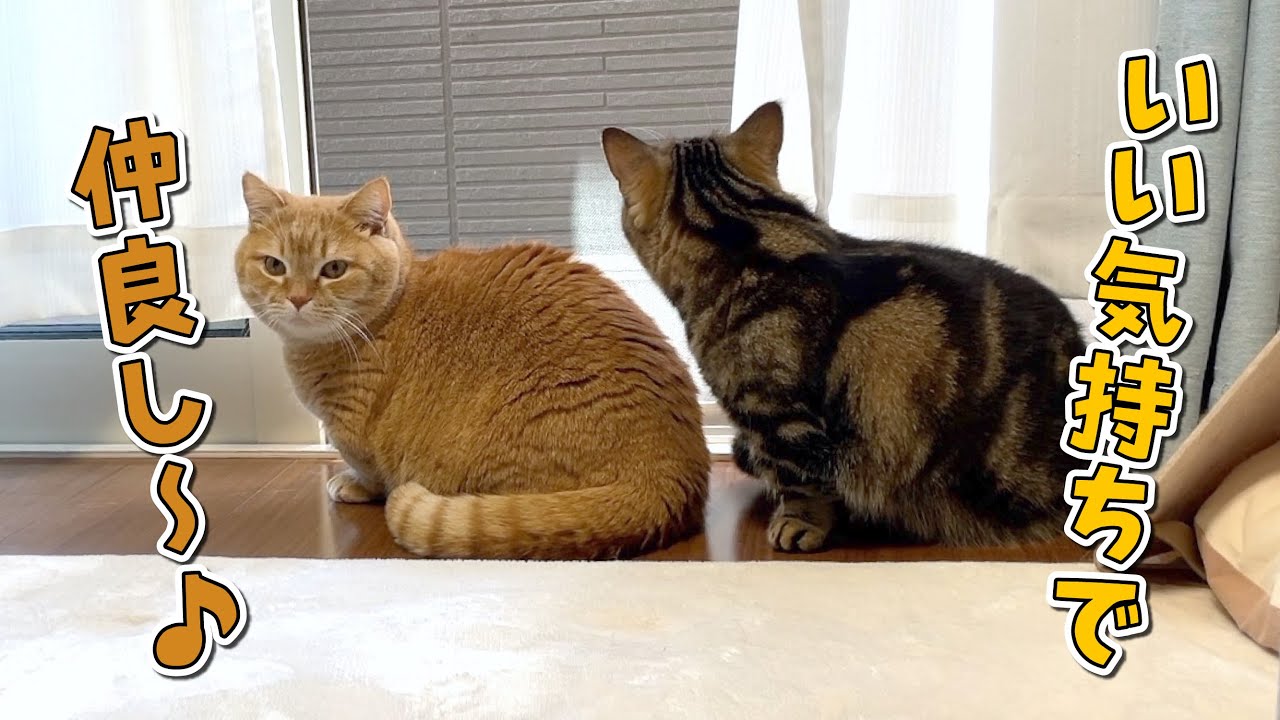 春風が気持ちいいと戦意喪失して仲良しになる猫たちが可愛い！