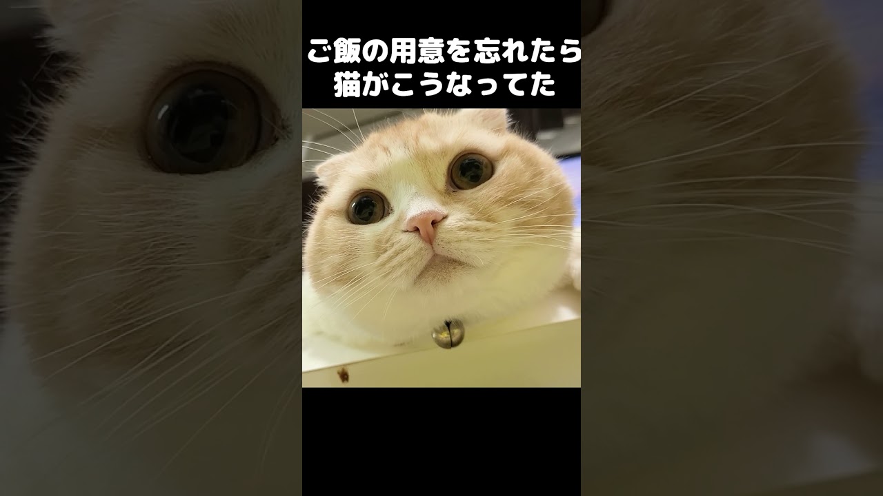 寝坊してご飯の用意を忘れたら猫がこうなってました...#猫 #cat