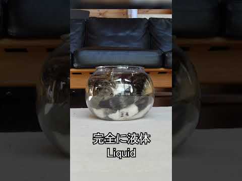 ついに”猫は液体”を完全に証明してしまったねこ。#Shorts #猫は液体