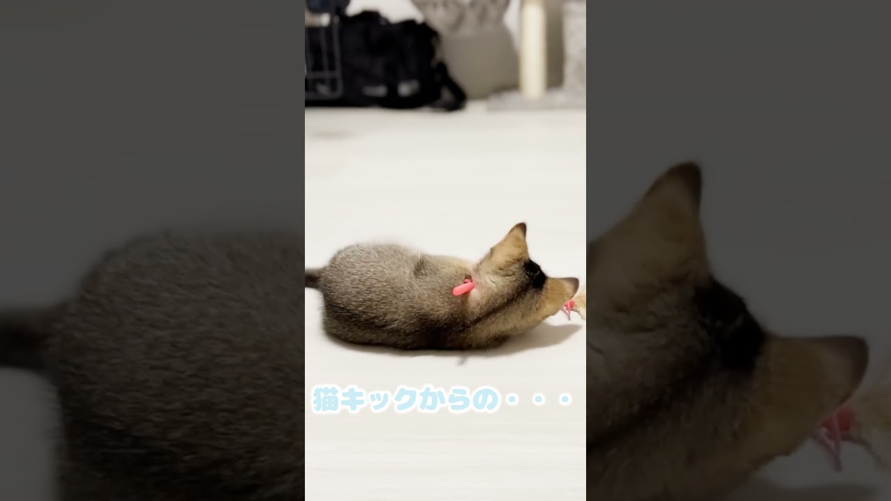 猫キックからの・・・！？　#shorts #cat #猫  #子猫