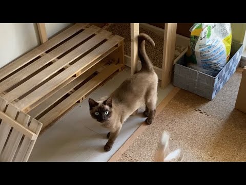 トンキニーズ 【2023/03/11】