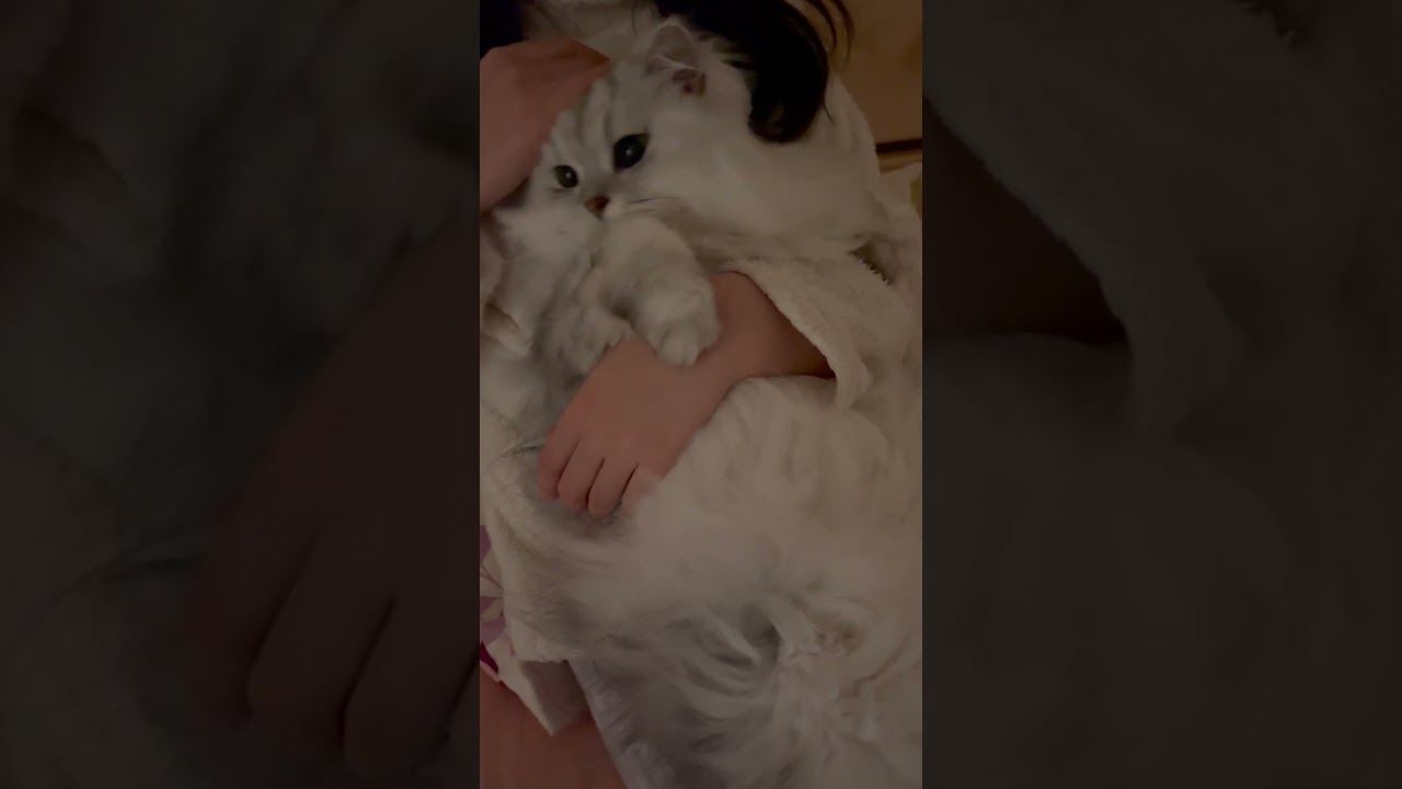 お姉ちゃんの上だと借りてきた猫になります 【サイベリアン】 #Shorts