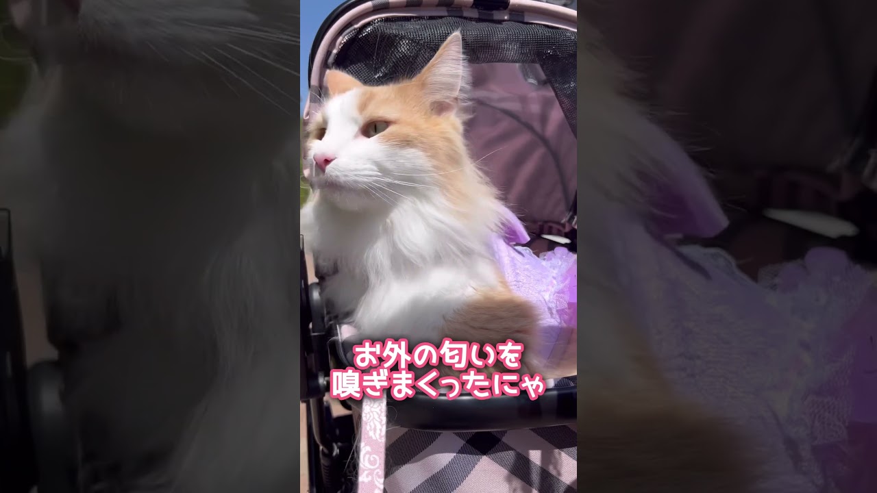 お外の匂いを嗅ぎまくる ノルウェージャンフォレストキャット #shorts