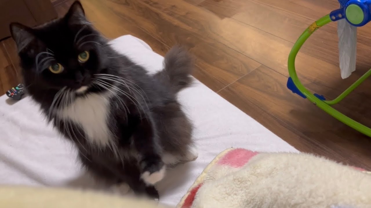 大人には甘えん坊、子供には友達になる猫　ラガマフィン　A pampered cat for adults, a friend for children
