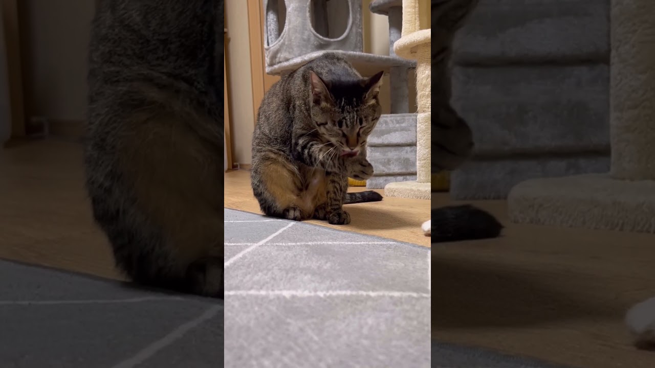 静かに過ごすパンクとうま娘 #メインクーン #きじとら #cute #cat