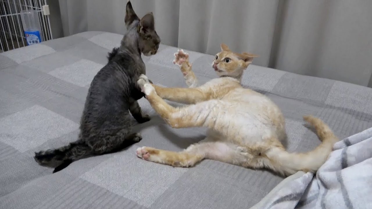 毎日戯れあっているデボンレックス猫兄弟〜第２弾〜(Devon Rex brothers playing with each other -part 2 -)
