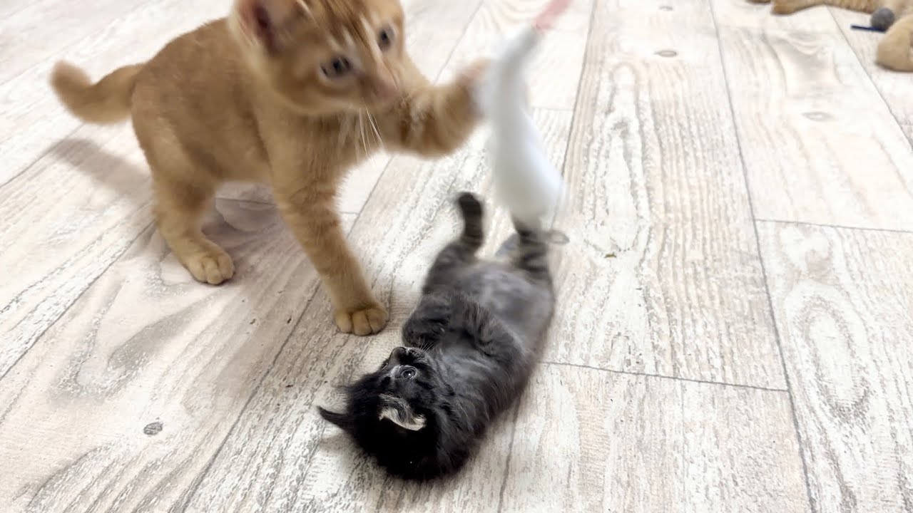 ころころパタパタしながら猫じゃらしで遊ぶ子猫  動画最後に衝撃の姿が‥ 生後32日【アオちゃん日記#29〜青い秋空〜】Kittens playing with toys. 保護猫
