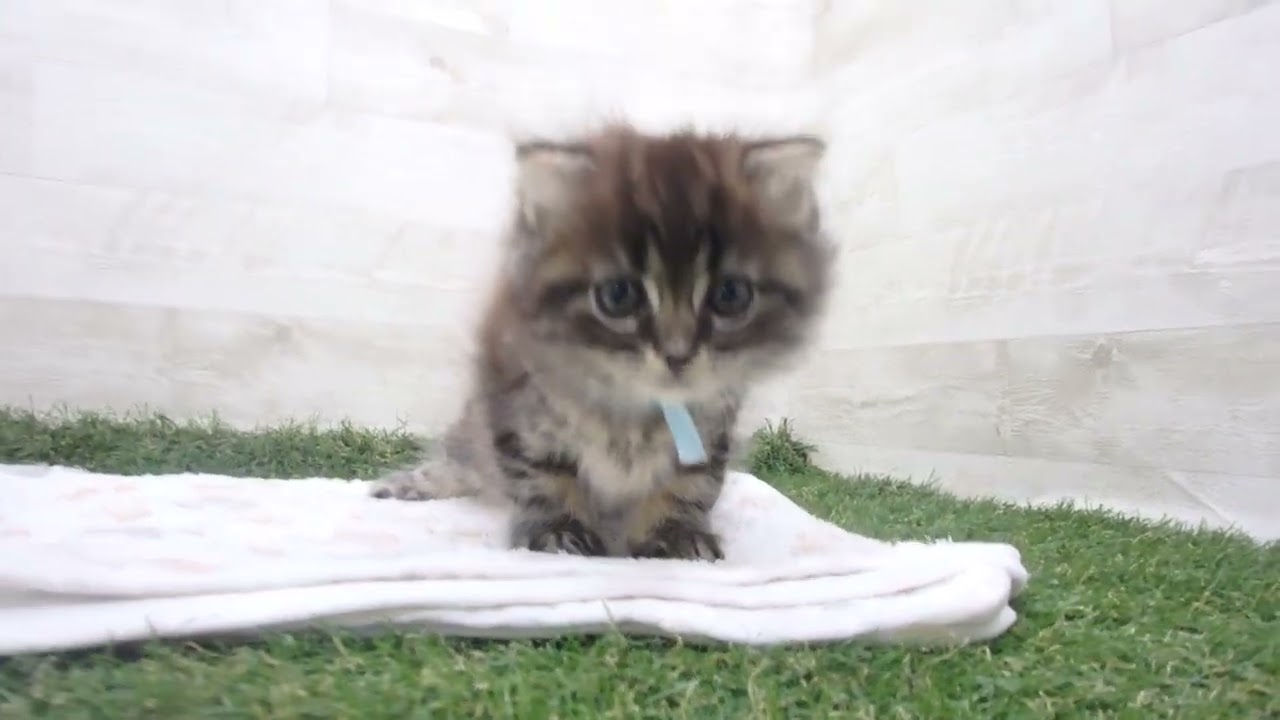 ペットショップcoo&riku No.00627958 スコティッシュフォールド